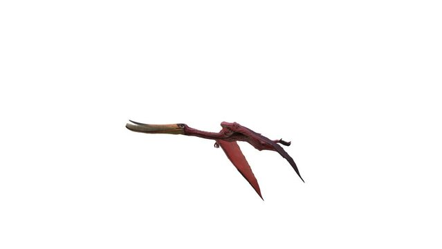 3D Rendered Animation of a Pterodaustro flying