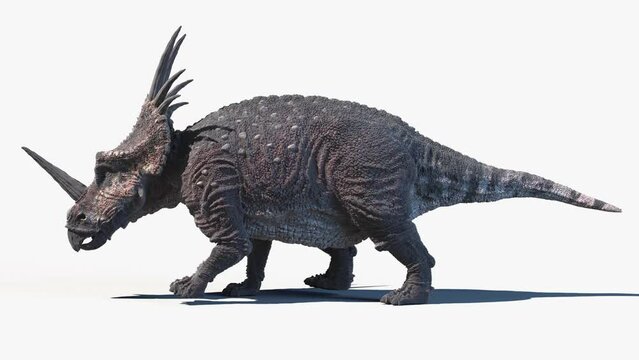 3D Rendered Animation of a Styracosaurus walking