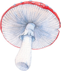 Beautiful png isolated clip art image with watercolor hand drawn Amanita mushroom. 