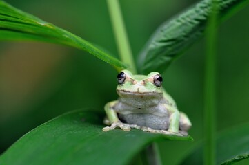 ニホンアマガエル