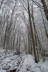 Cold and snowy winter road in the forest during snowstorm.
