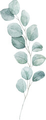 Beautiful png isolated clip art image with watercolor hand drawn laurel branch.