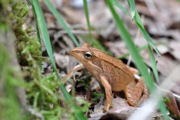 ニホンアカガエル
