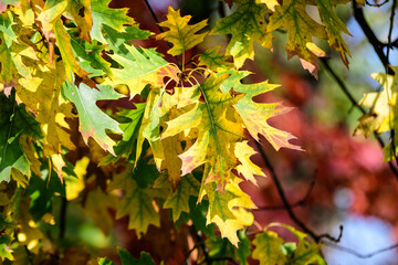 Minimalist monochrome background with many large yellow and green leaves on tree branches  in a garden in a sunny autumn day.