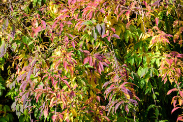 Minimalist monochrome background with many large orange and red leaves on tree branches  in a garden in a sunny autumn day.