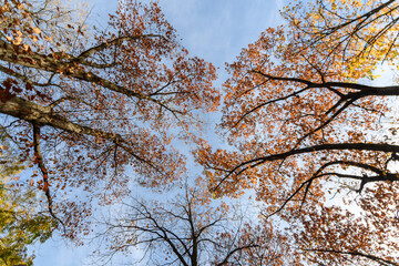 Different trees with green, yellow, orange and brown leaves towards clear blue sky in a garden during a sunny autumn day.
