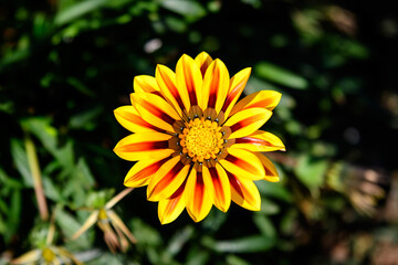 Top view of one vivid yellow and orange gazania flower and blurred green leaves in soft focus, in a garden in a sunny summer day, beautiful outdoor floral background.
