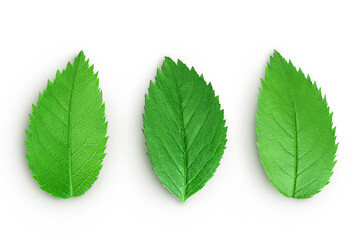 rosehip green leaves isolated on white background