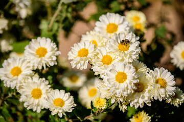 Many vivid yellow and white Chrysanthemum x morifolium flowers in a garden in a sunny autumn day, beautiful colorful outdoor background photographed with soft focus.