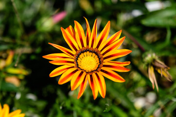 Top view of one vivid yellow and orange gazania flower and blurred green leaves in soft focus, in a garden in a sunny summer day, beautiful outdoor floral background.