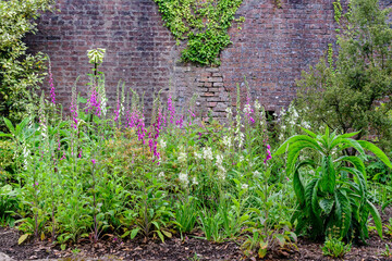 Vivid pink flowers of Digitalis plant, commonly known as foxgloves, in full bloom and green grass in a sunny spring garden, beautiful outdoor floral background photographed with soft focus. © Cristina Ionescu