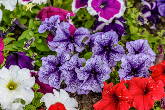 Large group of Petunia axillaris light white and purple flowers in a pot, with blurred background in a garden in a sunny spring day.