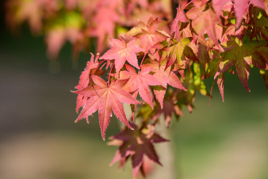 Many orange and red leaves of maple tree colored during the cold autumn days in a botanical garden, beautiful outdoor background photographed with soft focus.