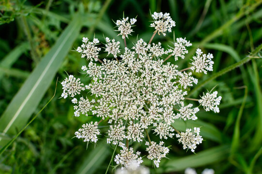 Many delicate white flowers of Anthriscus sylvestris wild perennial plant, commonly known as cow beaked parsley, wild chervil or keck in a forest, outdoor floral background.
