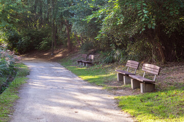 Bench near tree in public park