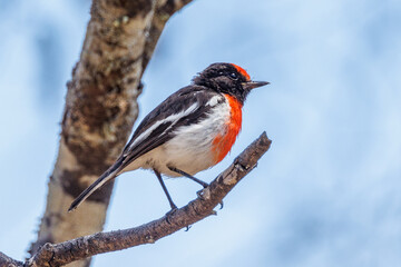 Red-capped Robin in Western Australia