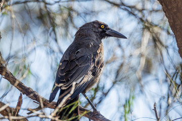 Grey Currawong in Western Australia