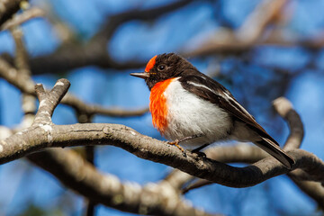 Red-capped Robin in Western Australia