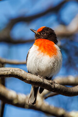 Red-capped Robin in Western Australia