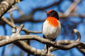 Red-capped Robin in Western Australia