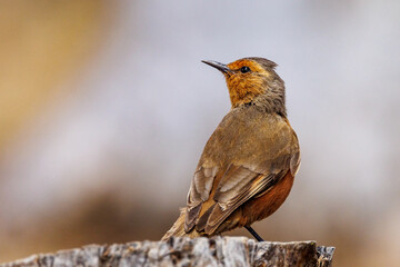 Rufous Treecreeper in Western Australia