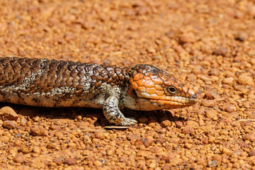Shingle-backed Lizard in Western Australia