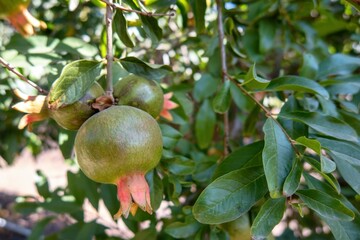 Uncut pomegranates in agricultural plantation
