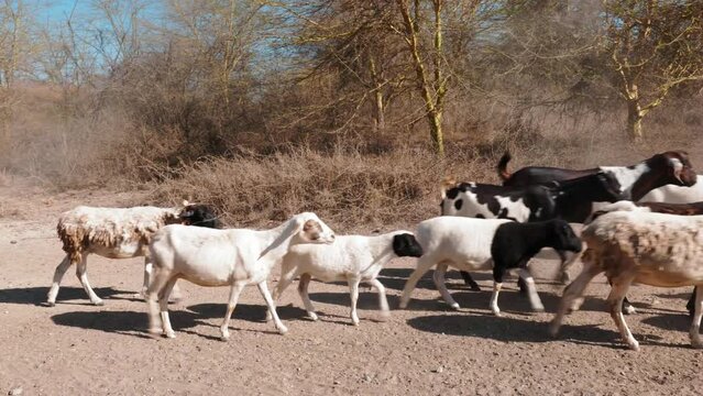 a large mixed herd of sheep and goats walk together on a dirt road in a desolate landscape