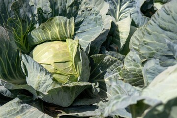 Head of fresh cabbage with a lot of leaves.