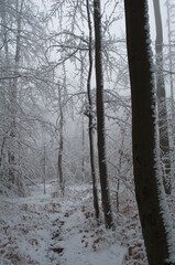 Cold and snowy winter road in the forest during snowstorm.