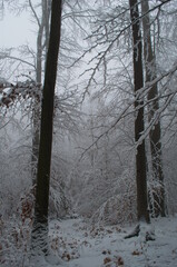 Cold and snowy winter road in the forest during snowstorm.