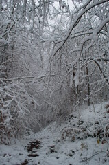 Cold and snowy winter road in the forest during snowstorm.