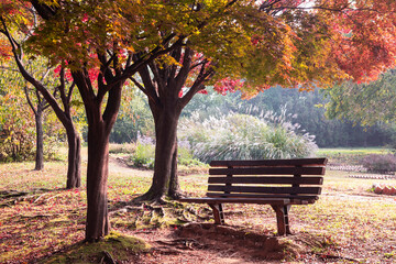 a bench under a tree in the park