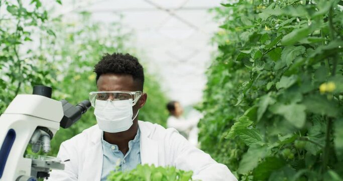 Scientist, greenhouse and plant inspection with microscope for innovation, development and growth for agriculture, sustainability and agro farming. Agronomist black man studying plants for medicine