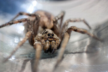 aranha