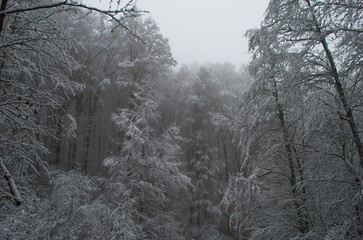 Cold and snowy winter road in the forest during snowstorm.