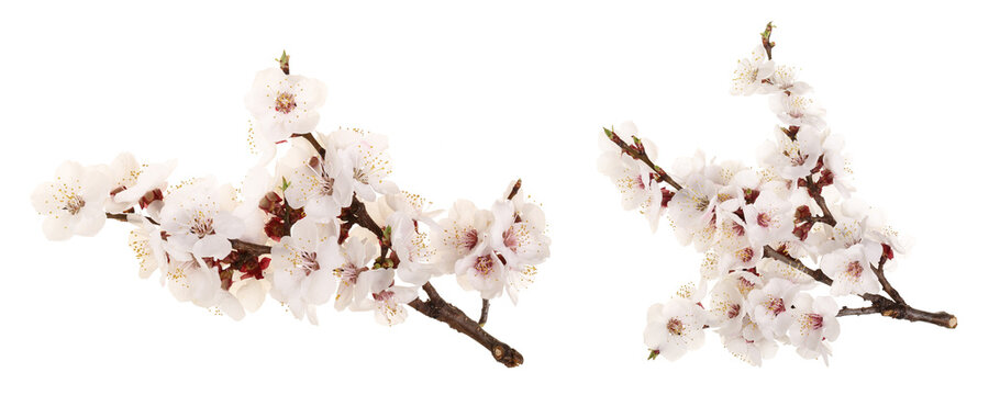 Branch with apricot flowers isolated on white background. Top view. Flat lay