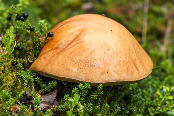 The Nature of Abisko National Park