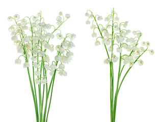 Fototapeta na wymiar Lilly of the valley flowers isolated on white background with full depth of field