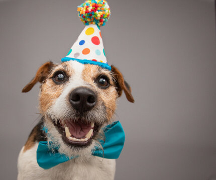 Portrait of a jack russell terrier dog wearing a bow tie and birthday hat