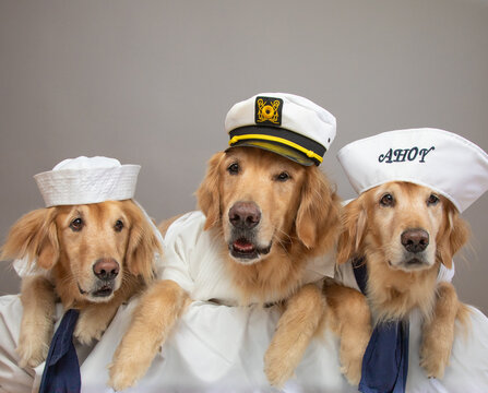 Portrait of three golden retriever dogs dressed as sailors