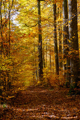 Chemin dans une forêt aux couleurs d'automne