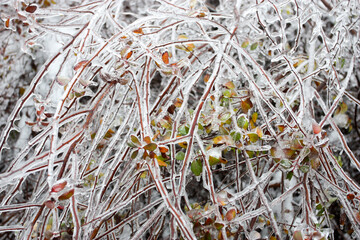 Autumn leaves in ice shell