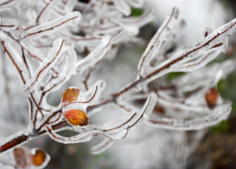 Autumn leaves in ice shell