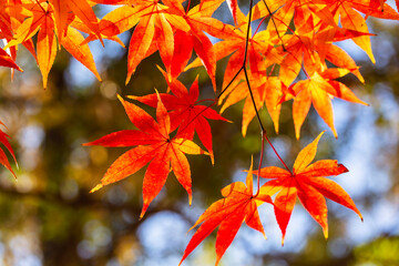 Autumn Maple with Bright Colors