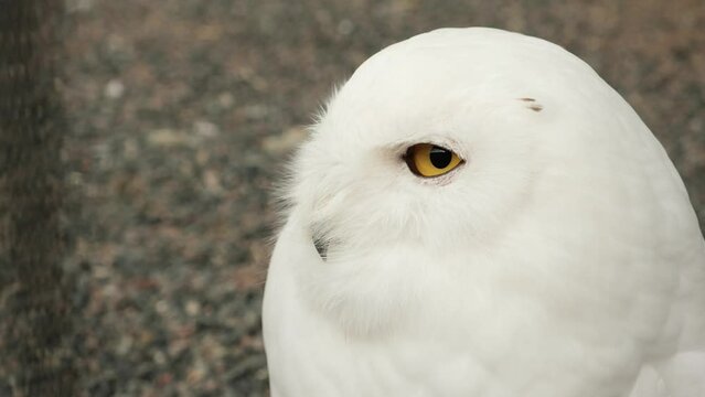 Close up of snowy owl turning head