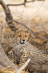 Fototapeta na wymiar Cheetah hunting in the dry riverbeds of the Kgalagadi Transfrontier Park, South Africa 