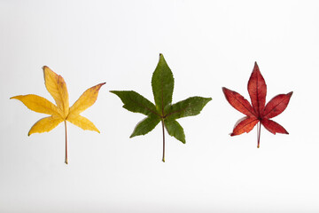 Yellow, green, and red sweetgum leaves on white. Autumn background.