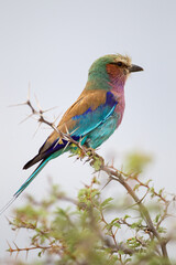 Lilac-breasted roller sits on an acacia thorn branch in the Karoo desert