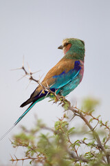 Naklejka premium Lilac-breasted roller sits on an acacia thorn branch in the Karoo desert.
